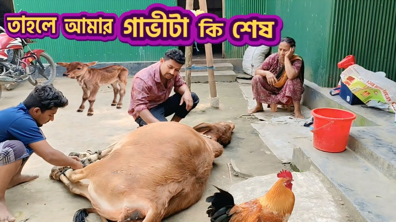 তাহলে আমার গাভীটি কি শেষ ❓ কোন রুগে গরু মরে যায় | cow care - গরুর যত্ন ✔