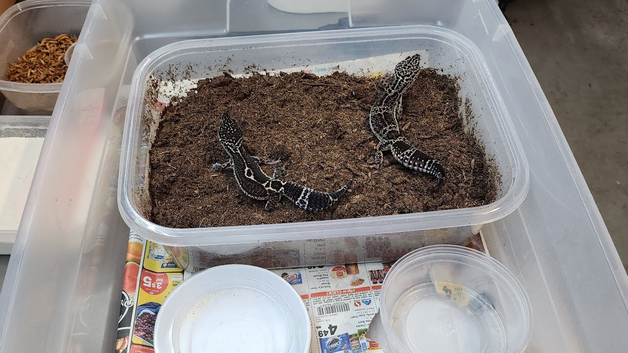 How to set up BREEDING GROUPS of leopard geckos!