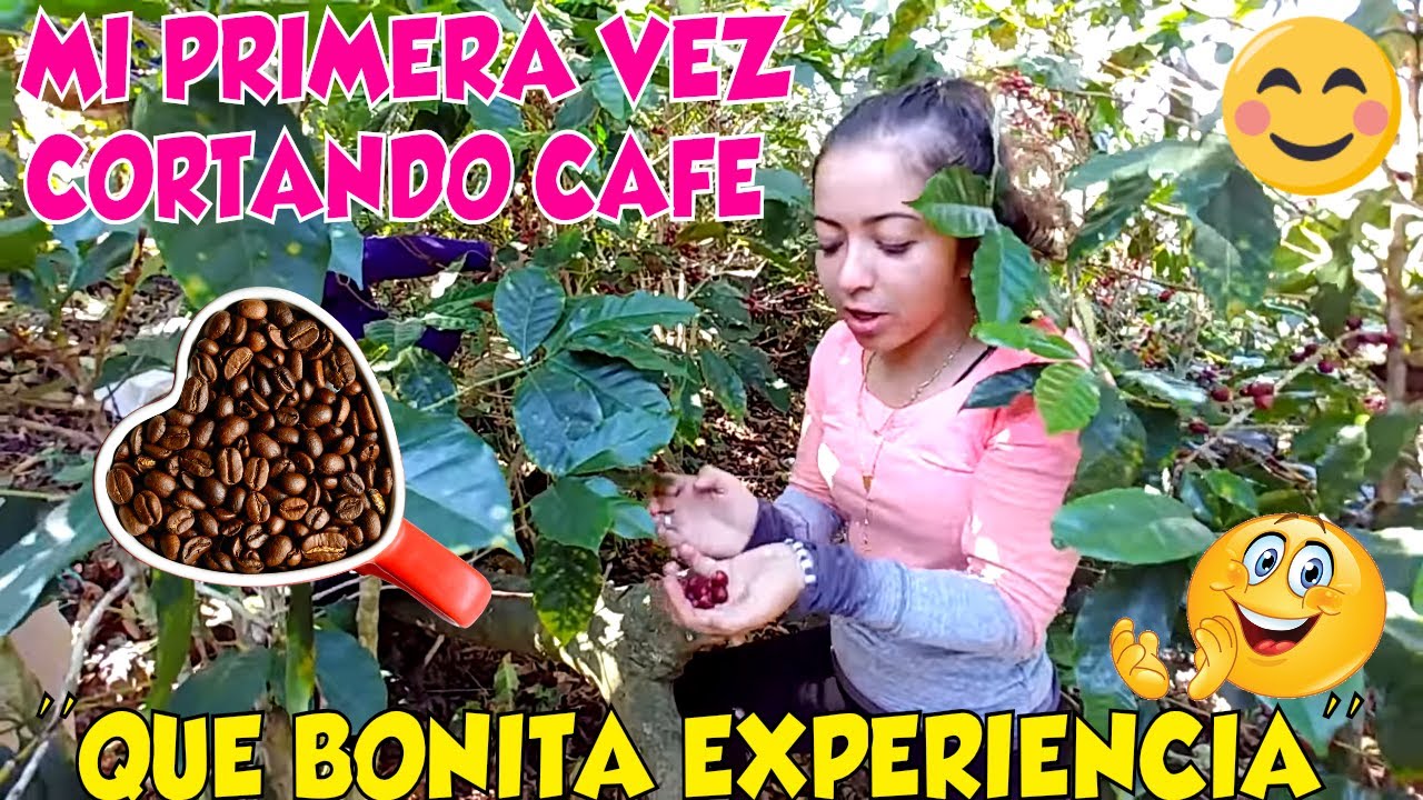 CORTANDO CAFÉ EN CHALATENANGO, EL SALVADOR. Un recorrido por los cafetales😍 P 10