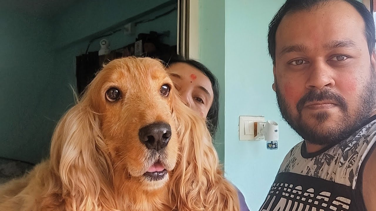 English Cocker Spaniel Shelby wants to play at 1 am   #dogsplaying#furbaby#naughtypets#dogparents 