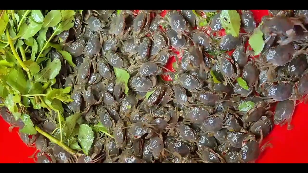 @giathuysan 🦀 Cung cấp Cua Biển Cua Mít Giống 3.000đ/con số lượng lớn khu vực Miền Tây @thuysanwork