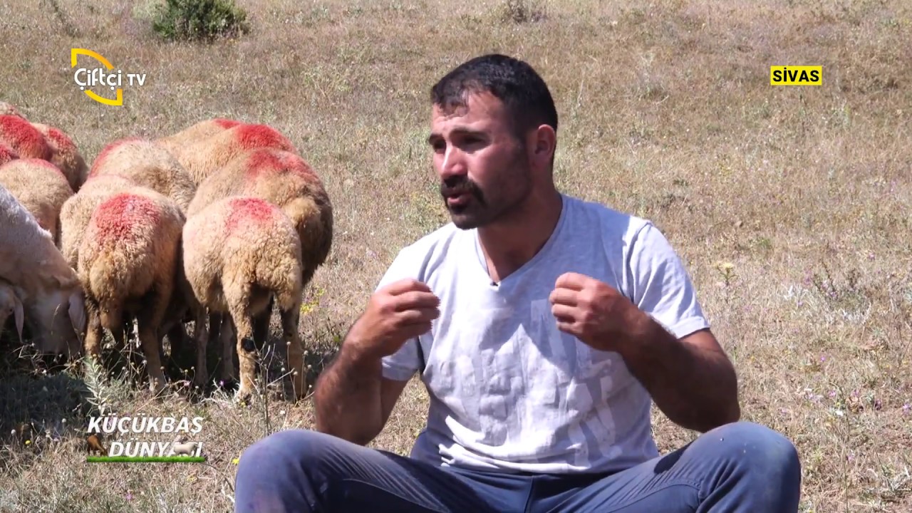 Kangal Koyunu Yetiştiriciliği - Küçükbaş Dünyası / Çiftçi TV