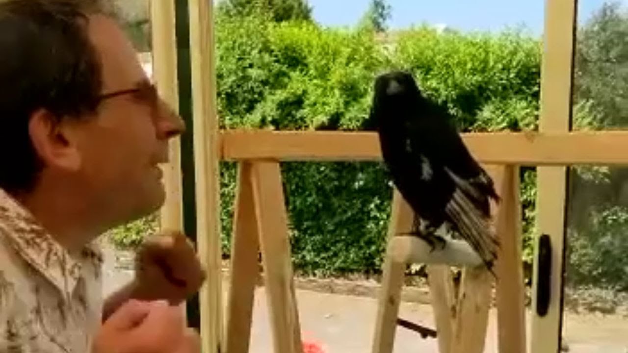 Cawing cheers: News of a rival's departure sparks joy in the crow || WooGlobe