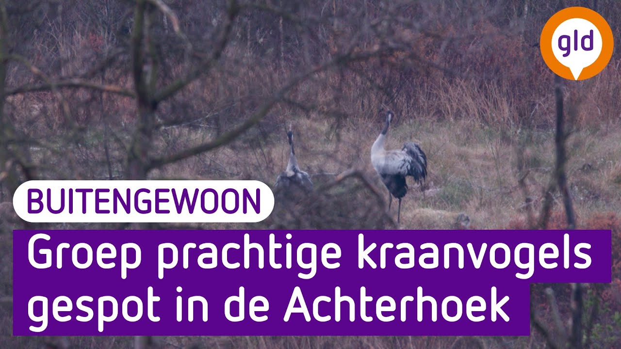 Deze prachtige kraanvogels leven in de Achterhoek, maar hebben het lastig - Buitengewoon