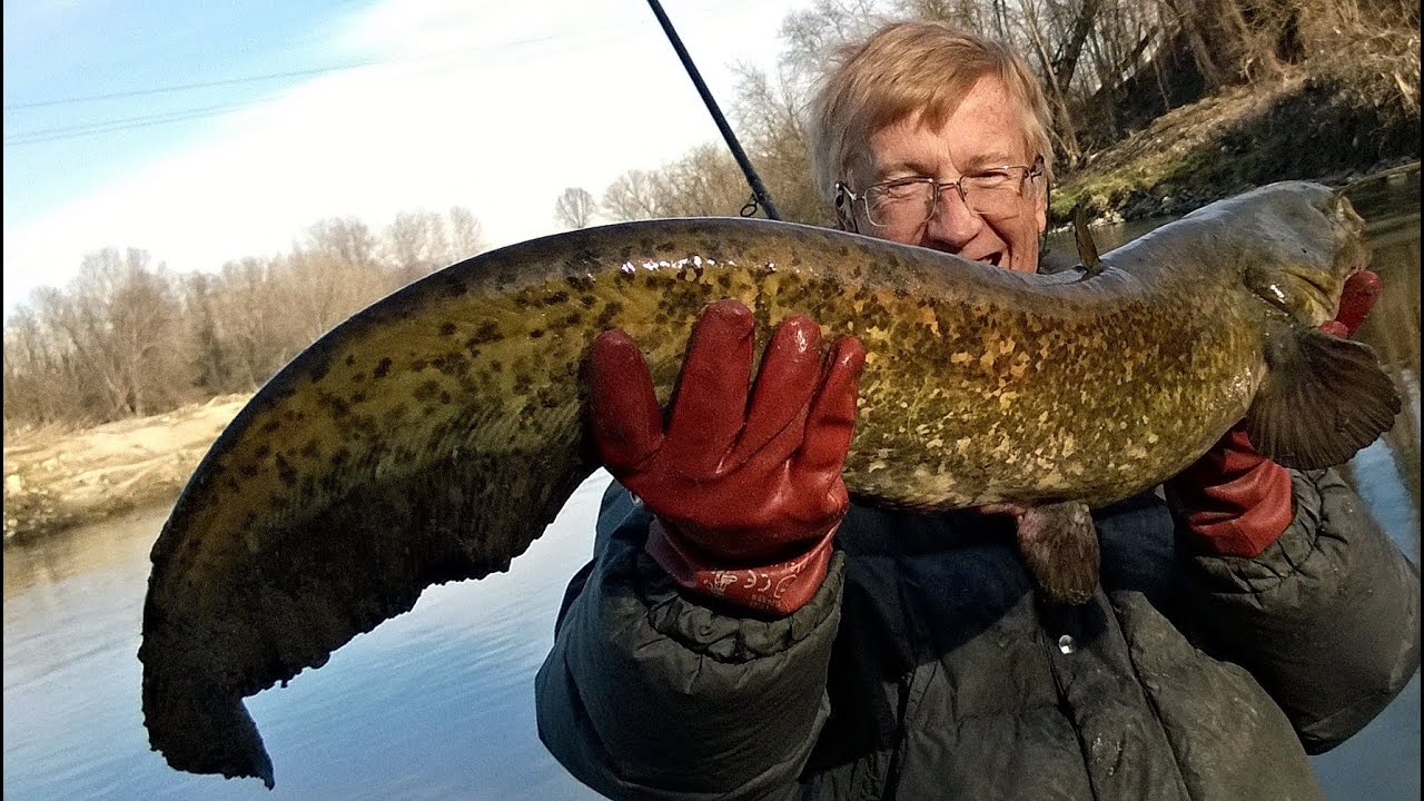 Pesca al siluro  con la boa.- In zona de Milan -