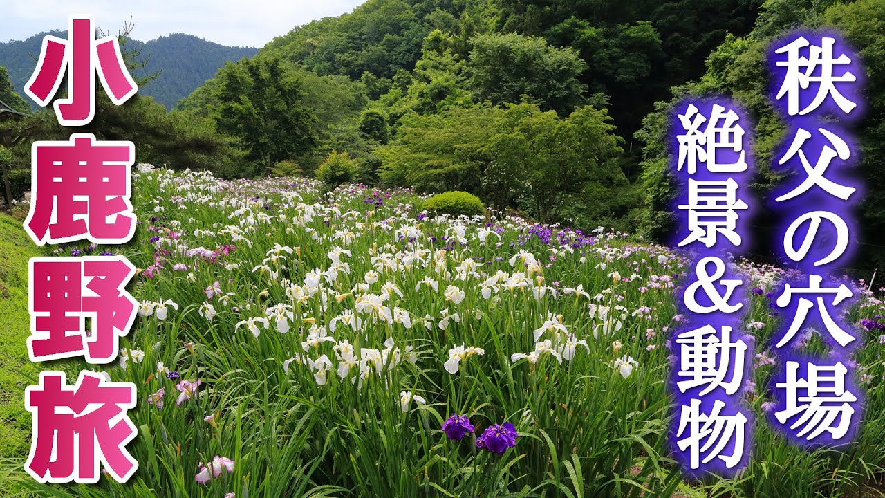 秩父・小鹿野の絶景＆動物とふれあう旅/小鹿野町花しょうぶ園/小鹿神社/おがの鹿公園/般若の丘公園/埼玉観光旅行vlog