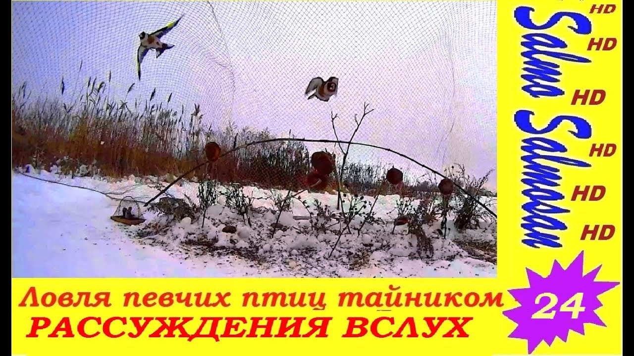 Ловля певчих птиц тайником  -  РАССУЖДЕНИЯ ВСЛУХ 24ч.