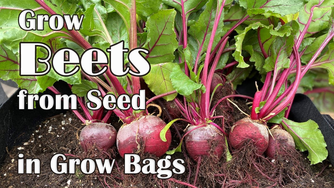 How to Grow Beets from Seed in Grow Bags or Containers, from Seed to Harvest