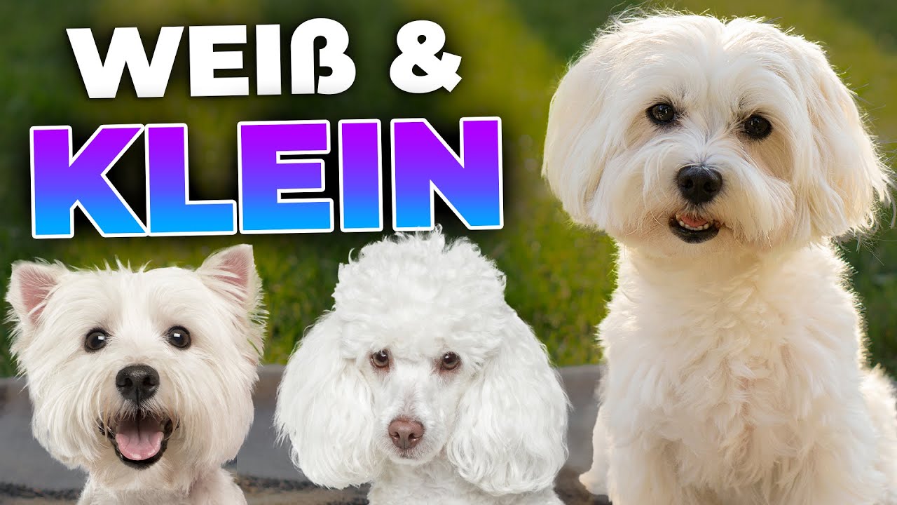 Weiße kleine Hunderassen zum Liebhaben