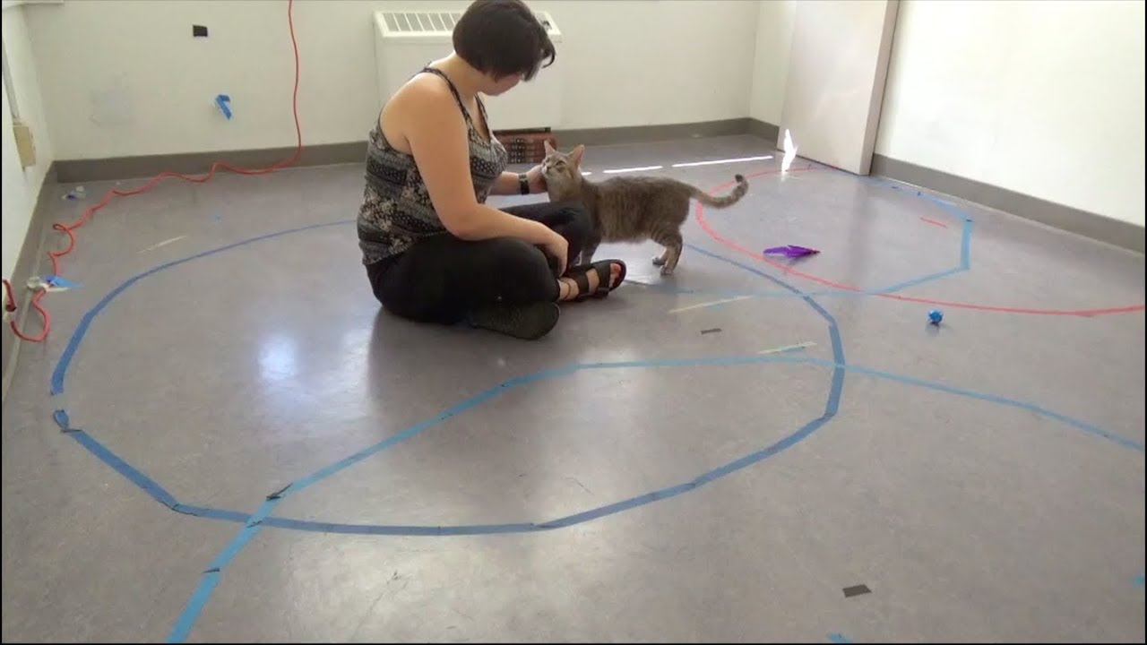 Cat Displaying a Secure Attachment Bond with Owner