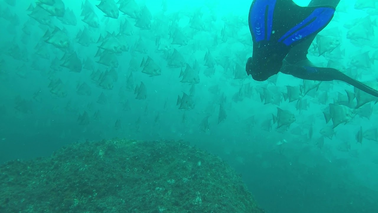Cardume de peixe enxada