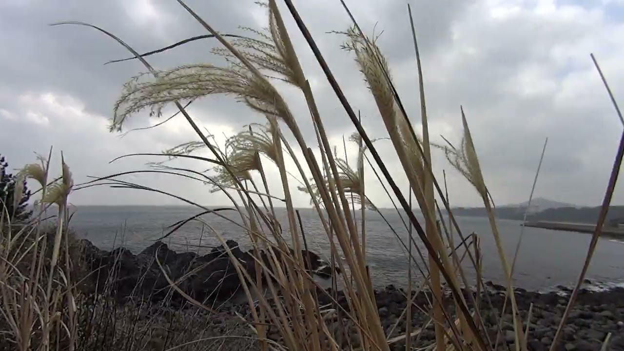 Jason Mraz ▶ I’m Yours - Fields Recording from Jeju Island Beach of South Korea
