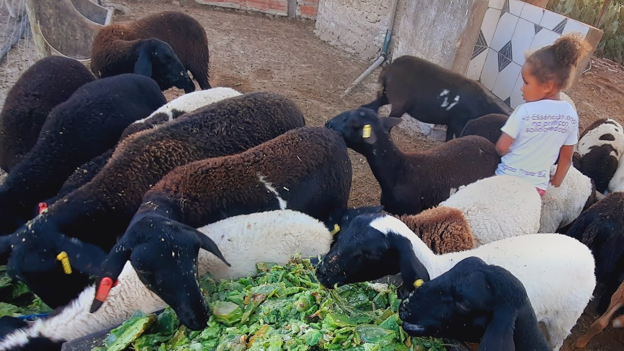 Se você não pensar assim na criação de ovelhas você vai desistir e vai acabar com seus ovinos