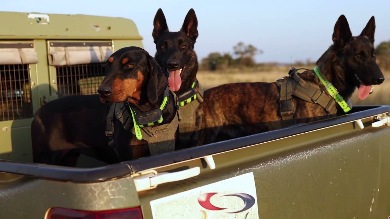 ANTI-POACHING K9s: A RANGER&rsquo;S BEST FRIEND IN THE FIGHT FOR RHINOS
