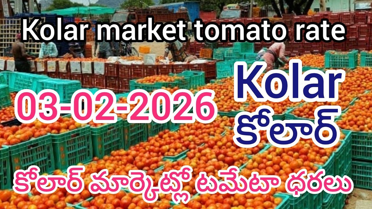 03-02-2026) kolar tomato market price in today 