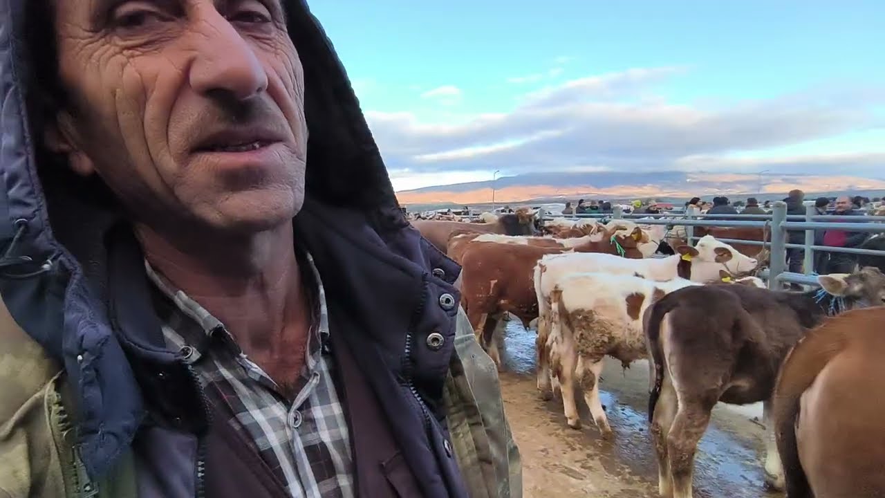 ÇORUM HAYVAN PAZARI BÜYÜKBAŞ 9 MART ÇEKİMİ 2.BÖLÜM 10 MART 2026