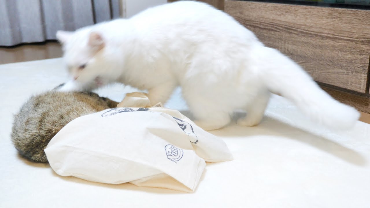 ひとりだけバッグで遊んでずるい！と怒っちゃう先輩猫！