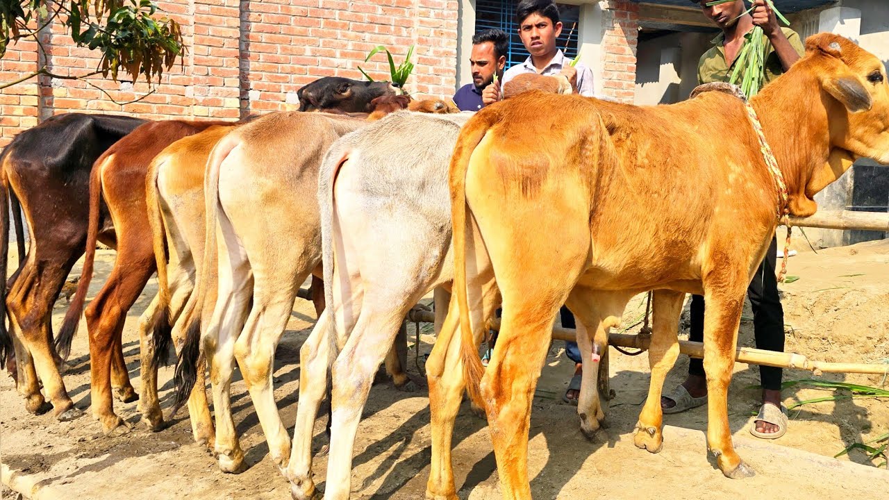23/2/26বর্ডার এলাকা থেকে পানির দামে ইন্ডিয়ান শাহীওয়াল ষাঁড় বাছুর গরু বিক্রয় হচ্ছে।
