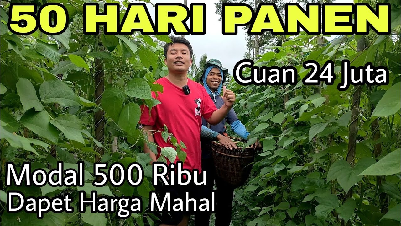 Tanaman Cepat Panen dan Menguntungkan
