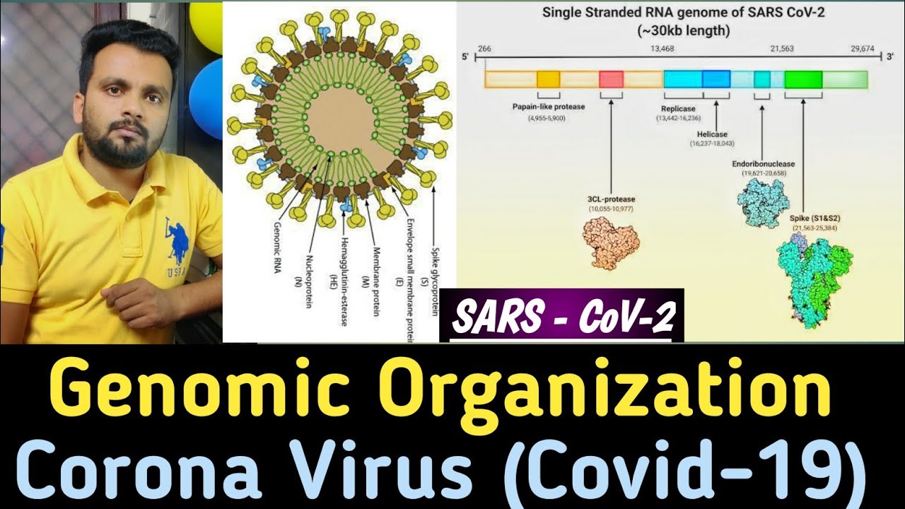 Coronavirus (Covid -19) Genome size and Genomic Structure!