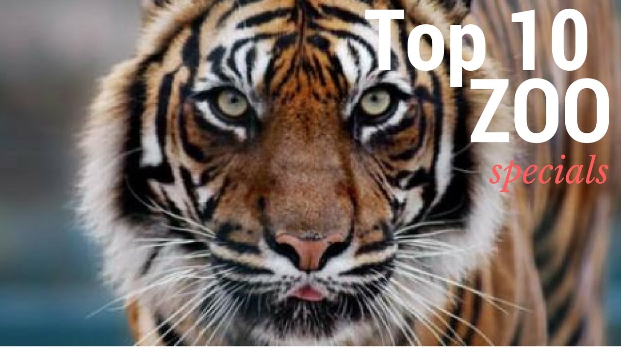 Top 10 Best Zoo In The World Best Zoo
