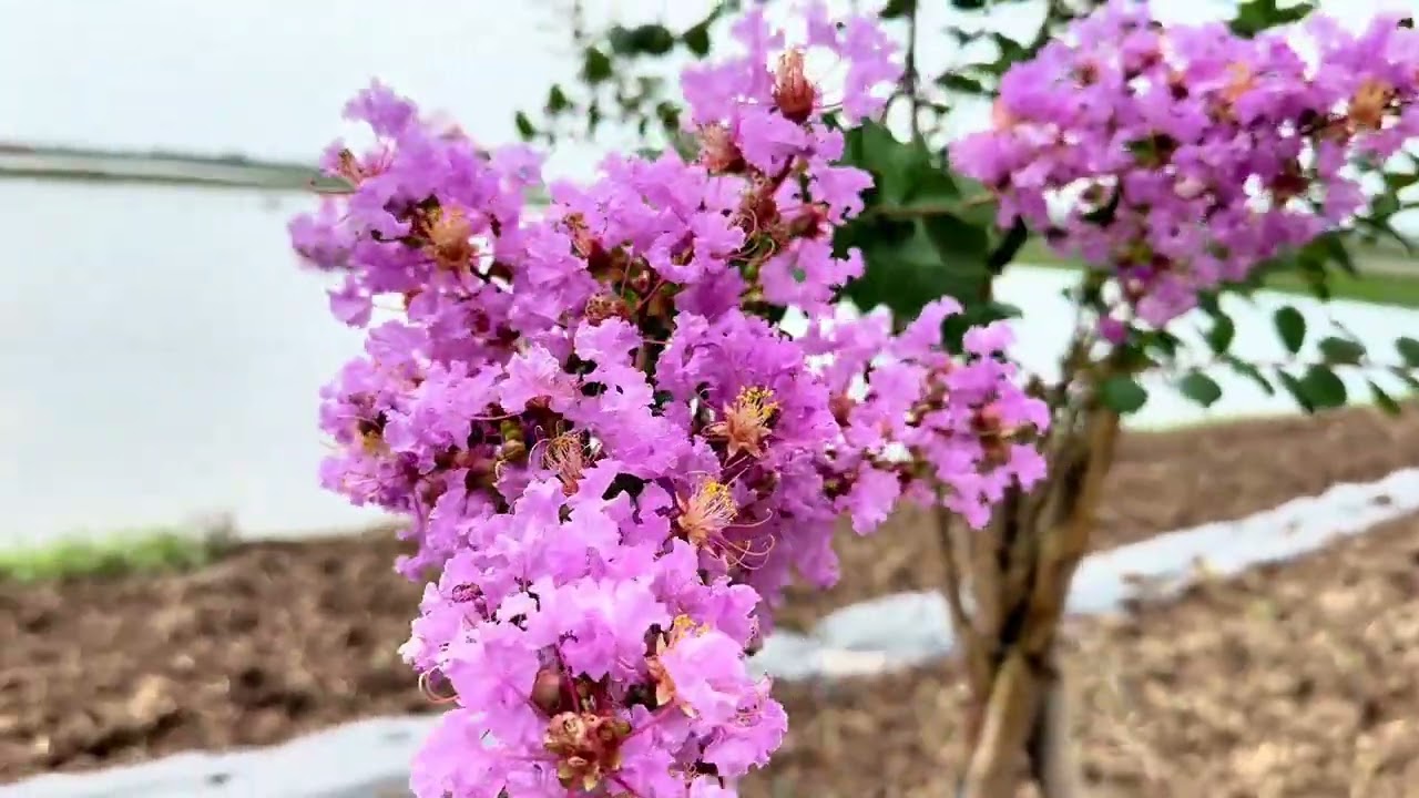 要想钓到大板鲫，就要找有重障区的地方钓··· #聚鱼多 #老坛维它米 #钓鱼王地狱猫 #鱼栖林极轻小综合 #小综合钓起大鱼获