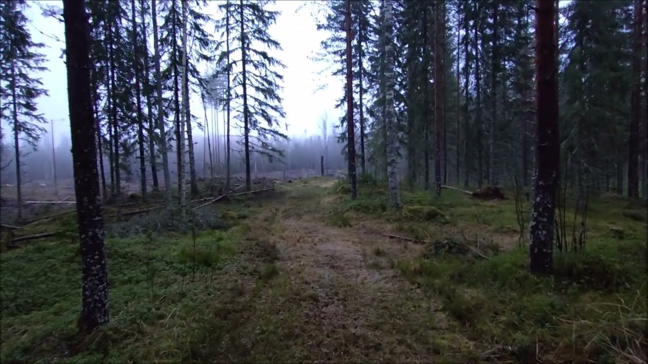 Pituusboniteetista kommentit