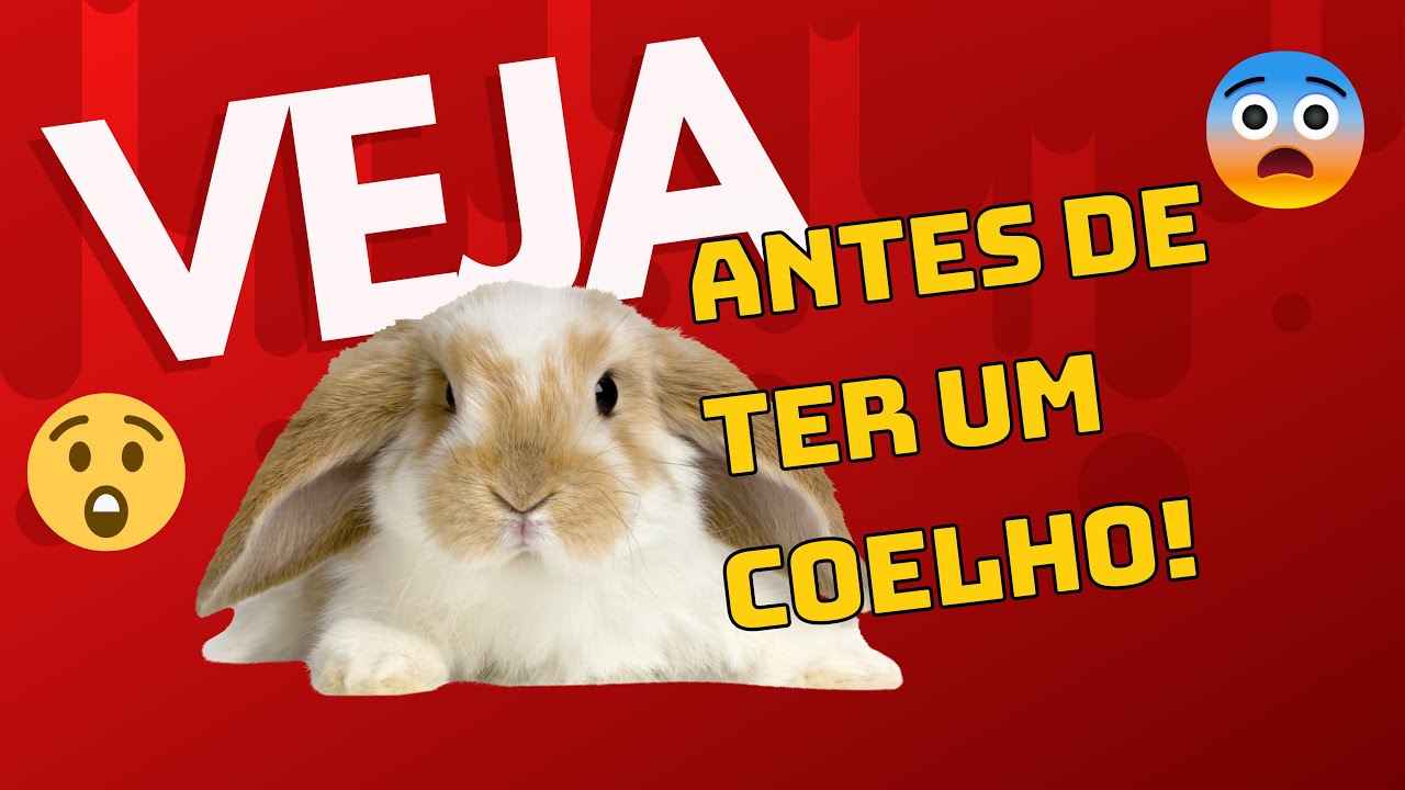 Veja esse vídeo antes de ter um coelho