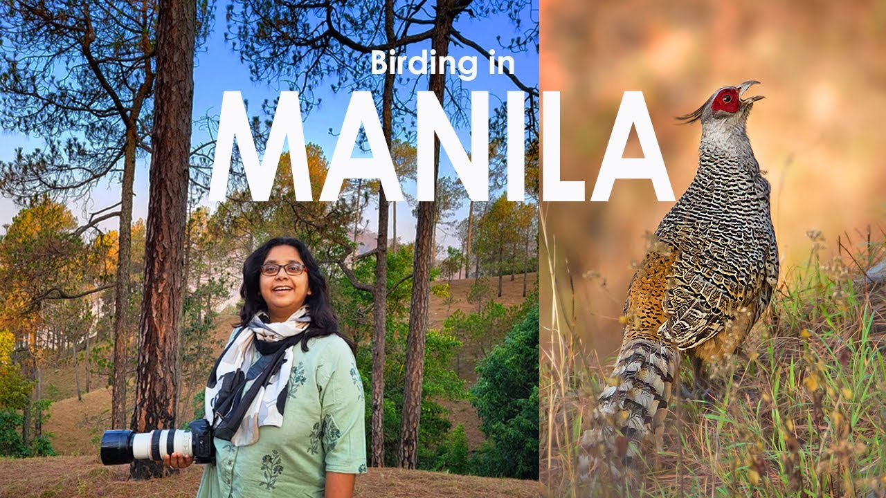 Birding in Manila, Uttarakhand.