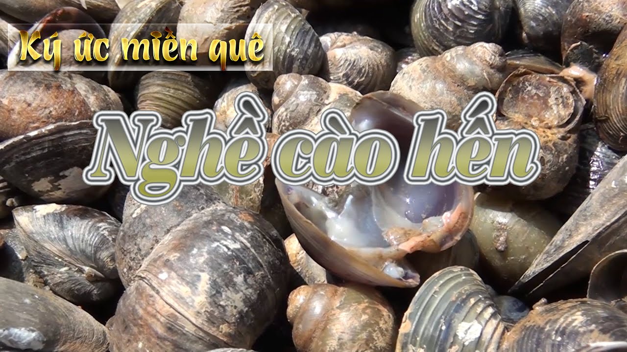 K&yacute; ức miền qu&ecirc; | Nghề c&agrave;o hến | THKG