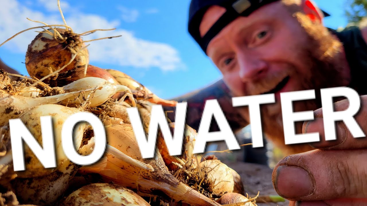 Onion Harvest Failure of 2024