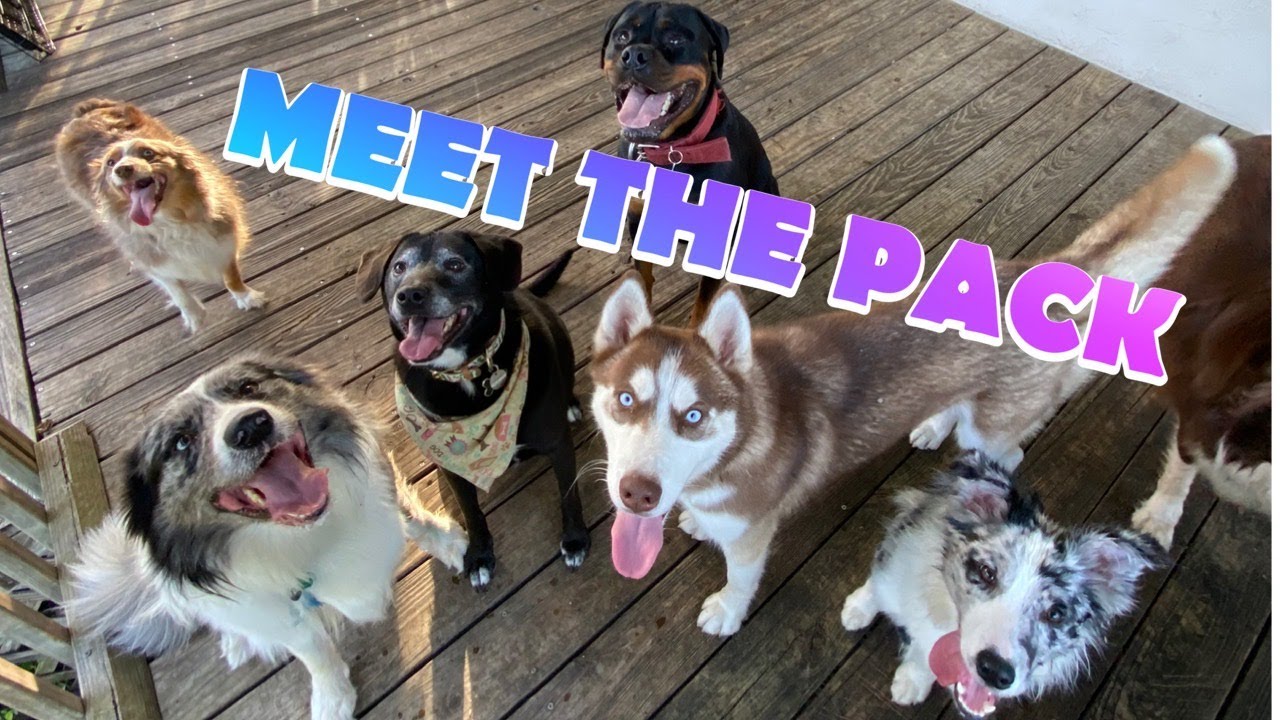 MEET THE PACK! / ALL 9 OF MY DOGS!