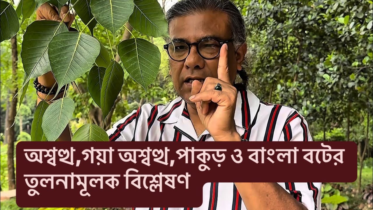 অশ্বত্থ,গয়া অশ্বত্থ,পাকুড় ও বাংলা বটের তুলনামূলক বিশ্লেষণ!
