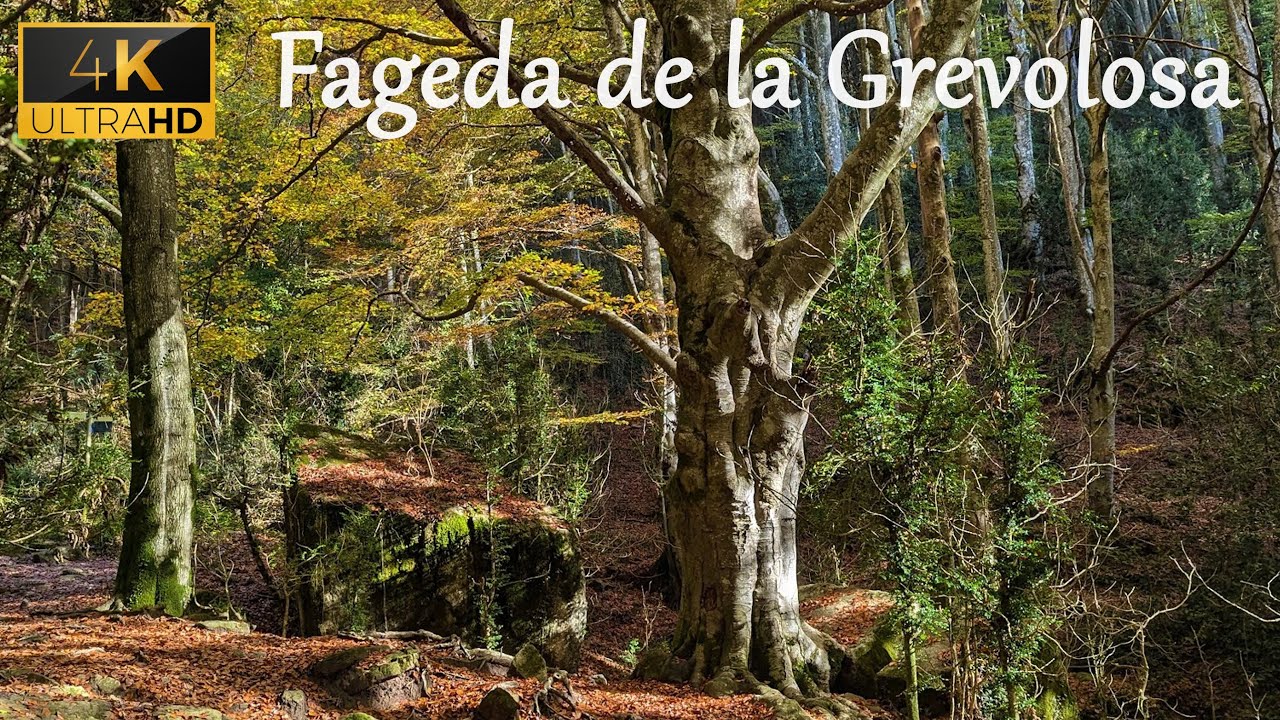 🍁 Bosque m&aacute;gico en oto&ntilde;o - hayedos centenarios 🍁🍂 🌰 La Grevolosa