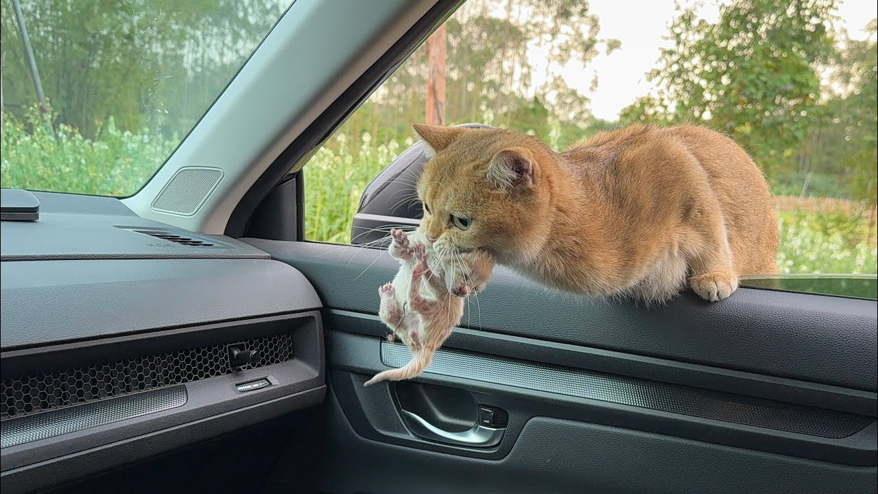 A mother cat jumped into my car with her kittens in her mouth and asked me to take her kittens home.