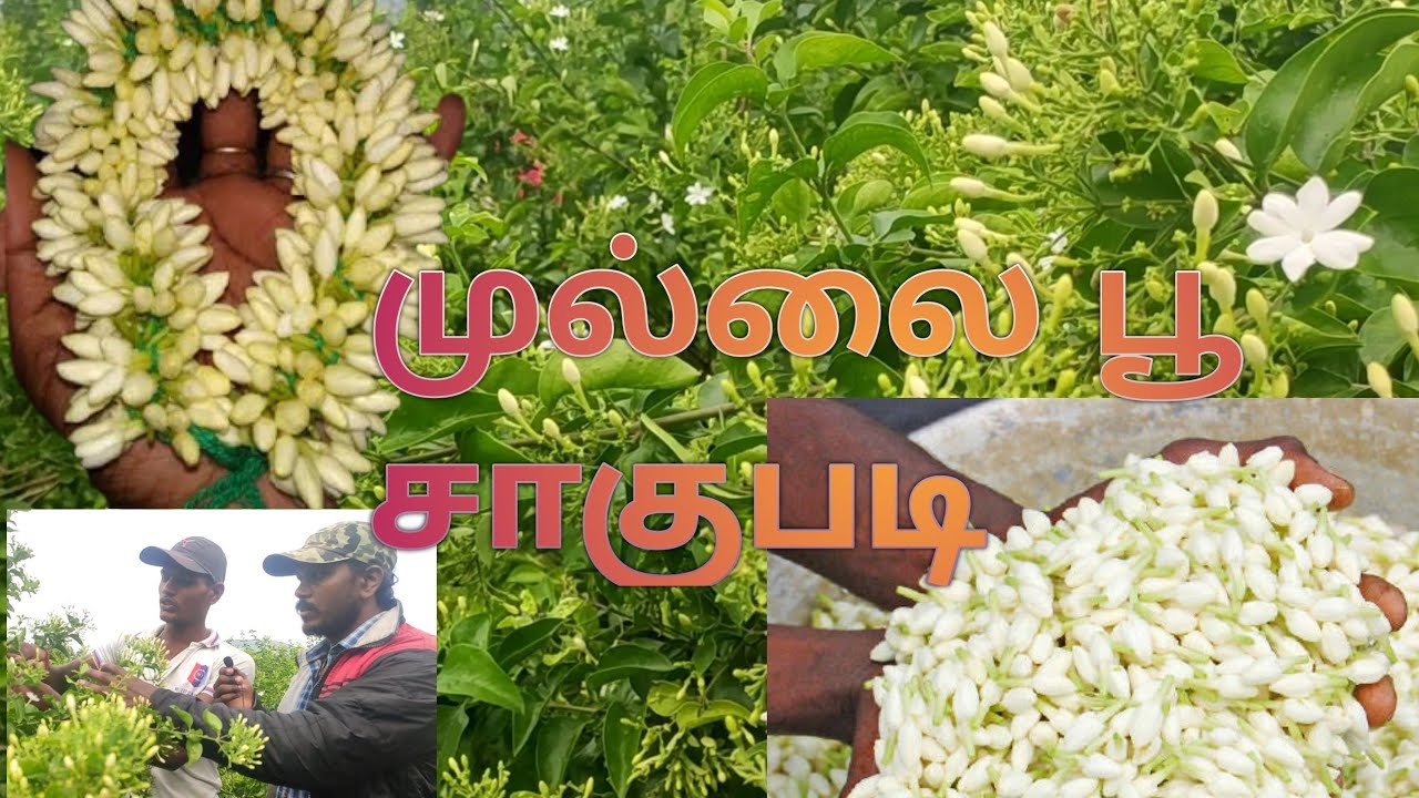 Mullai poo chedi valarpathu eppadi in tamil | முல்லை பூ செடி |Rotana flower Mullai po sedi | Rotana