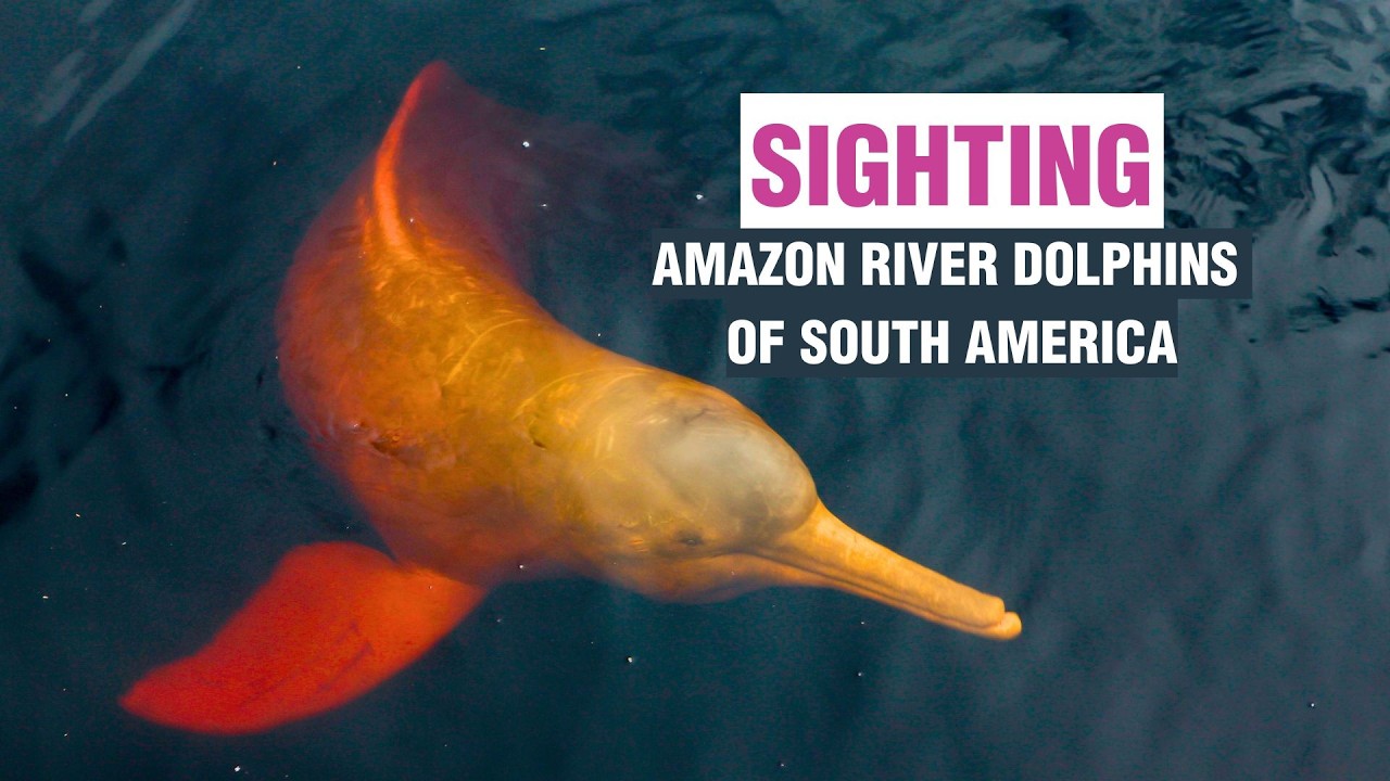 Amazon river dolphins (pink dolphins) | Whale and Dolphin Conservation