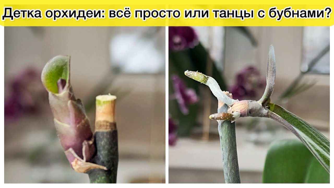 Получить детку орхидеи - это просто или танцы с бубнами?