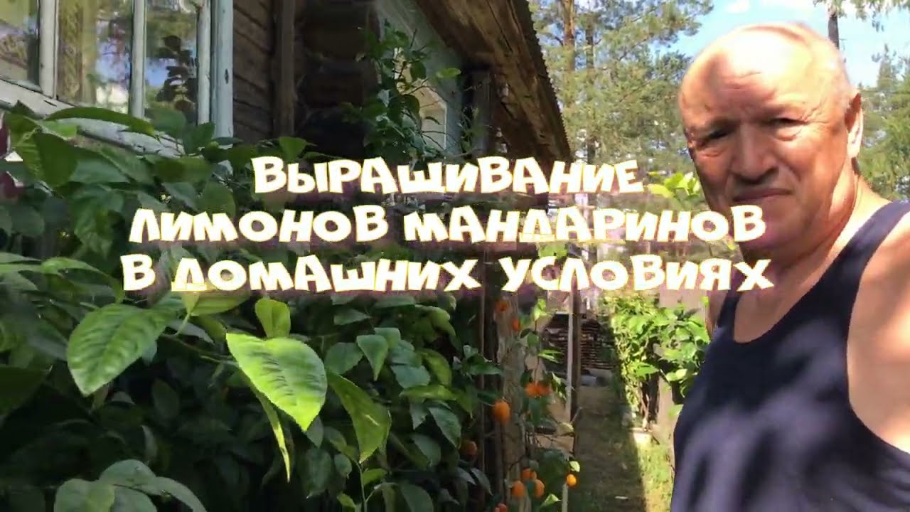 **Выращивание лимонов, мандаринов в домашних условиях**