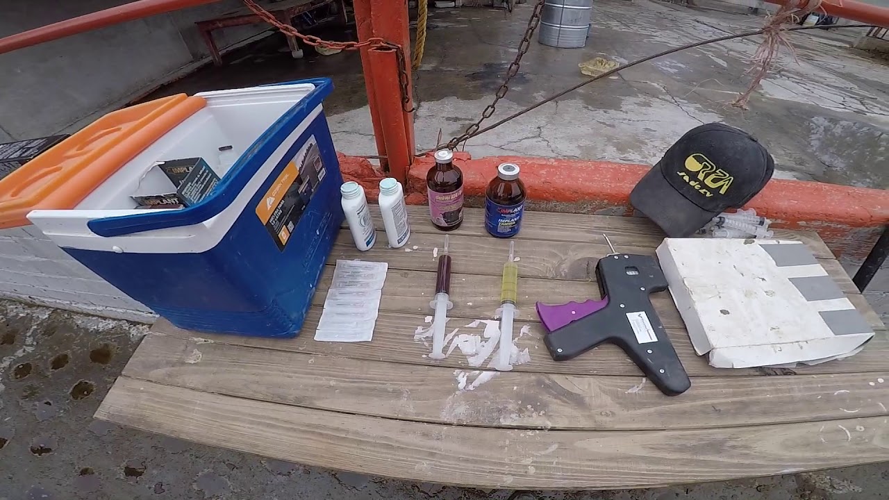 Trabajando Becerros Pintos (Holstein)