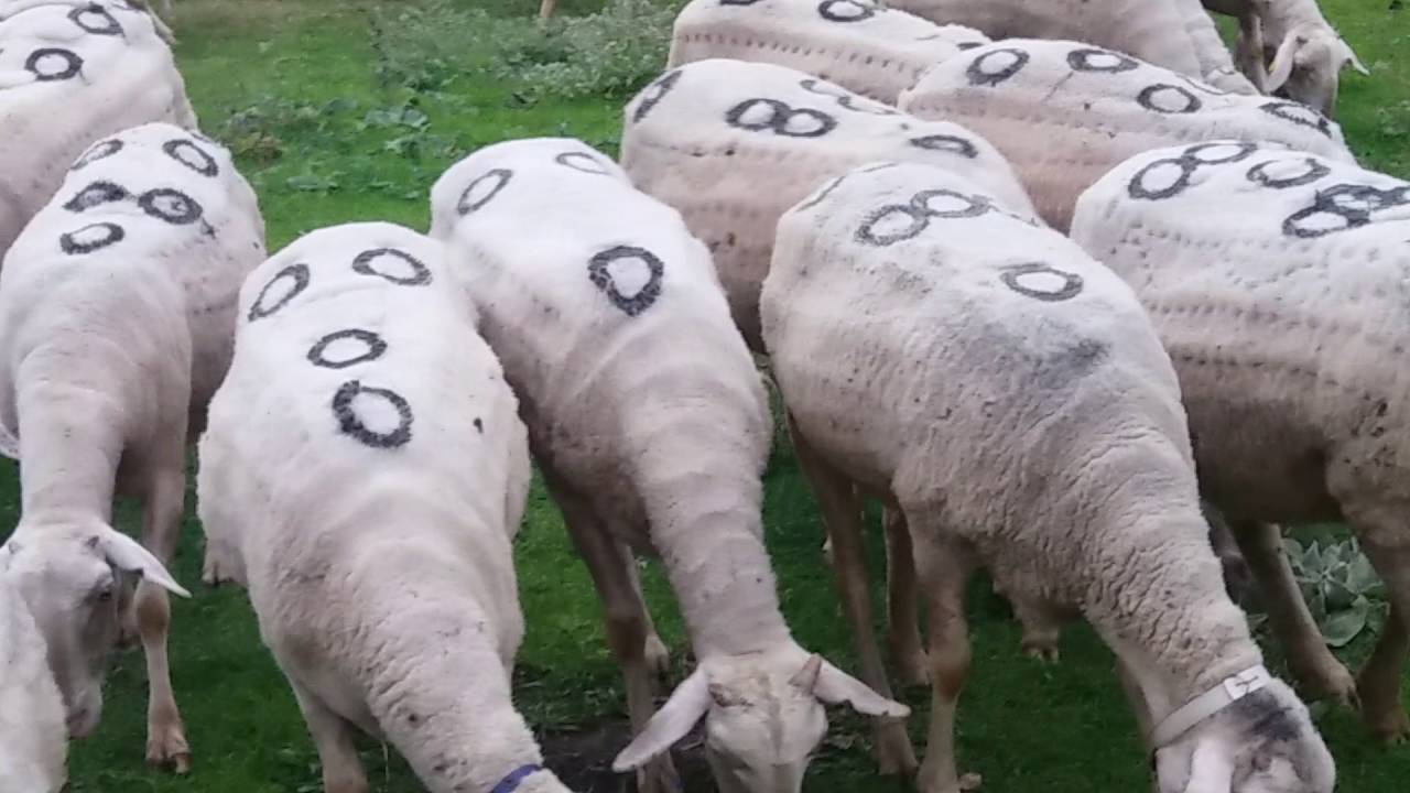 Dhent e zeqir radushes