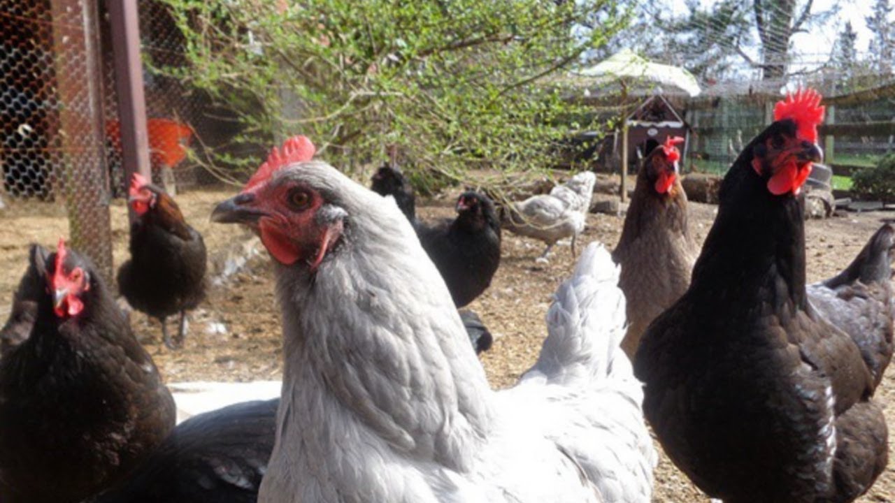 Chicken Coop and Run Tour