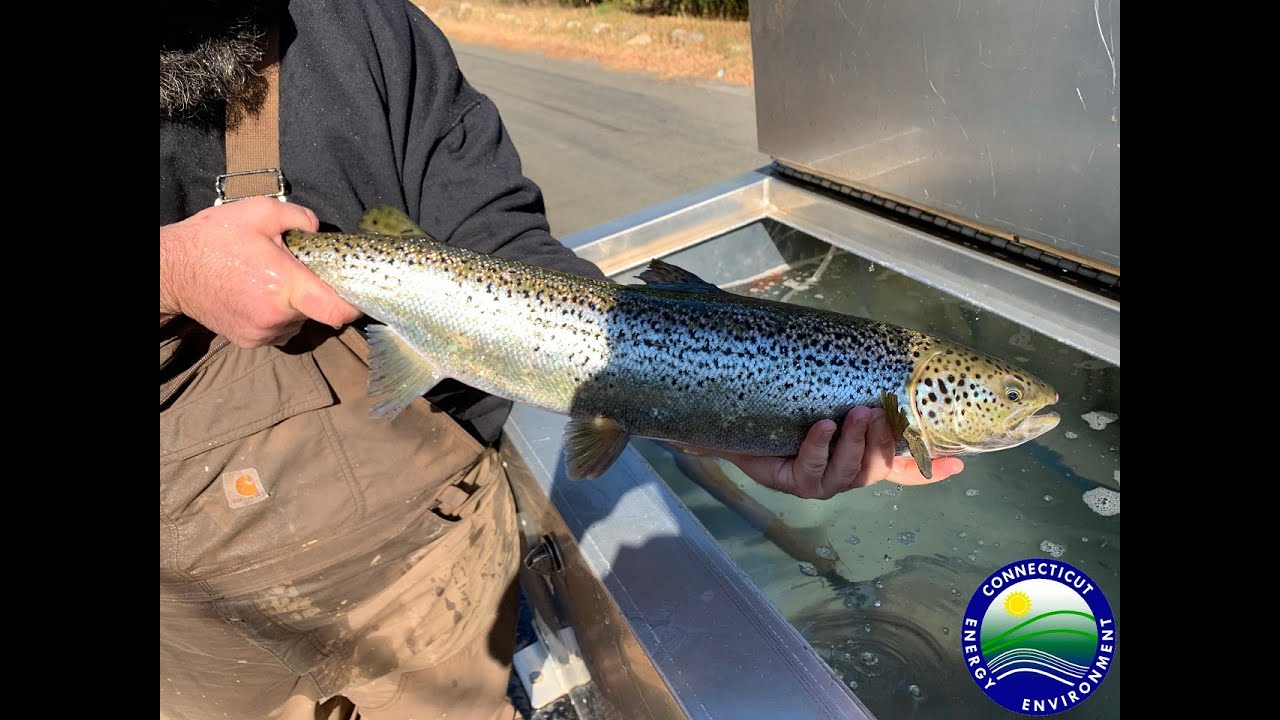 Atlantic Salmon Management Areas in Connecticut