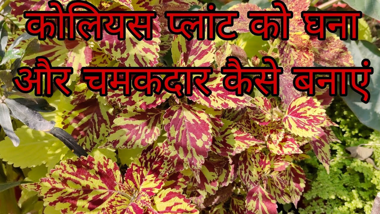How to grow coleus plant #coleus plant take care #कोलियसप्लांट केयर 