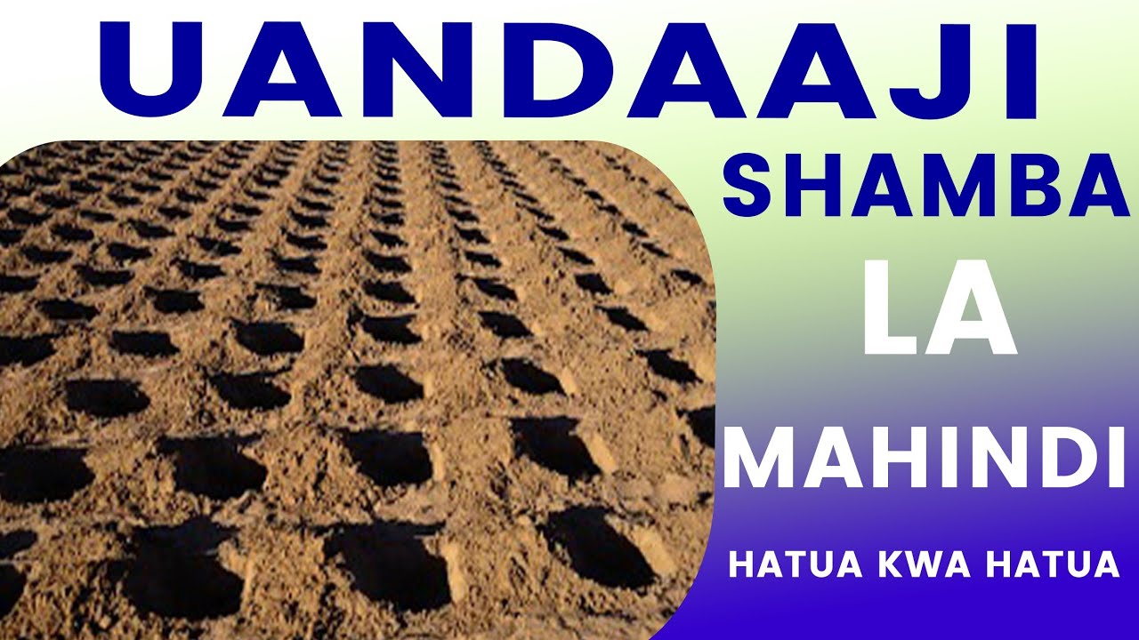 UANDAAJI SHAMBA LA MAHINDI.