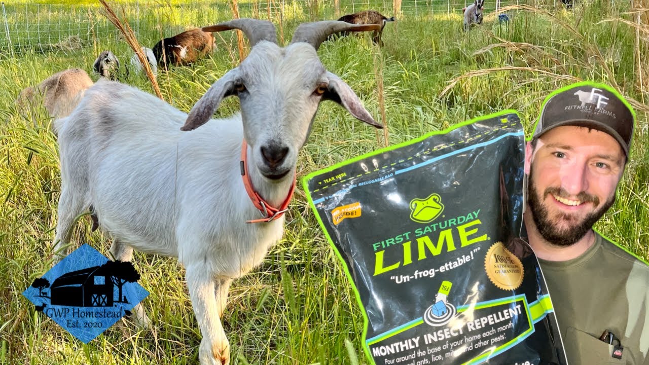Can you use Lime in Your Barn? First Saturday Lime First Impressions {Barn Cleanout}