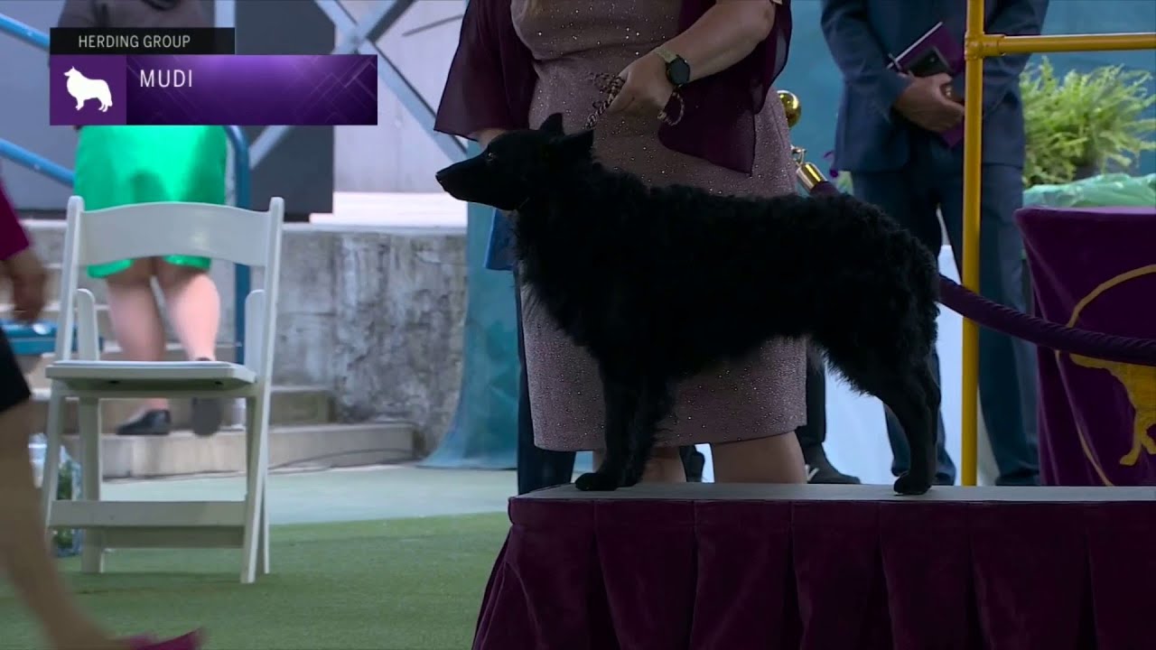 Mudi | Breed Judging 2023