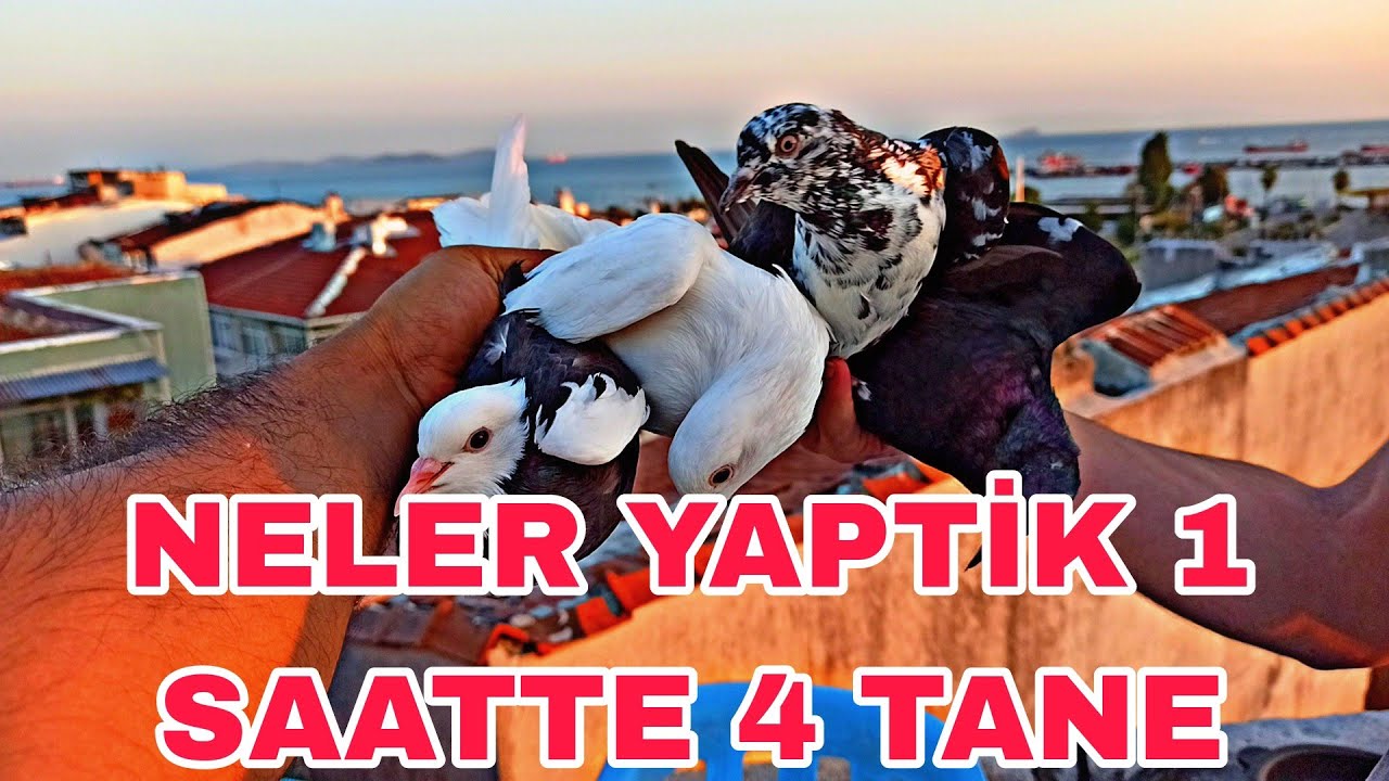 NELER YAPTİK 1 SAATTE 4 TANE AYNİ KİŞİNİN KUŞLARİNİ ÇEKTİK