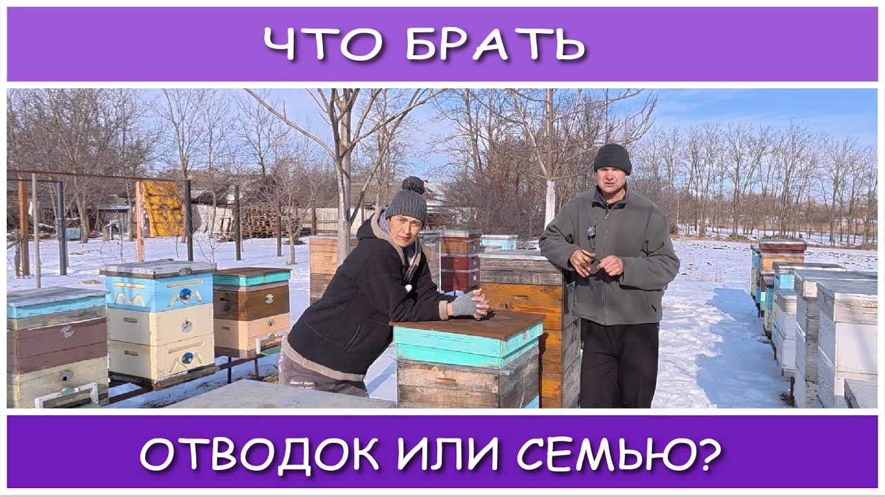 Что выгодней покупать весной - пакет или пчелосемью?