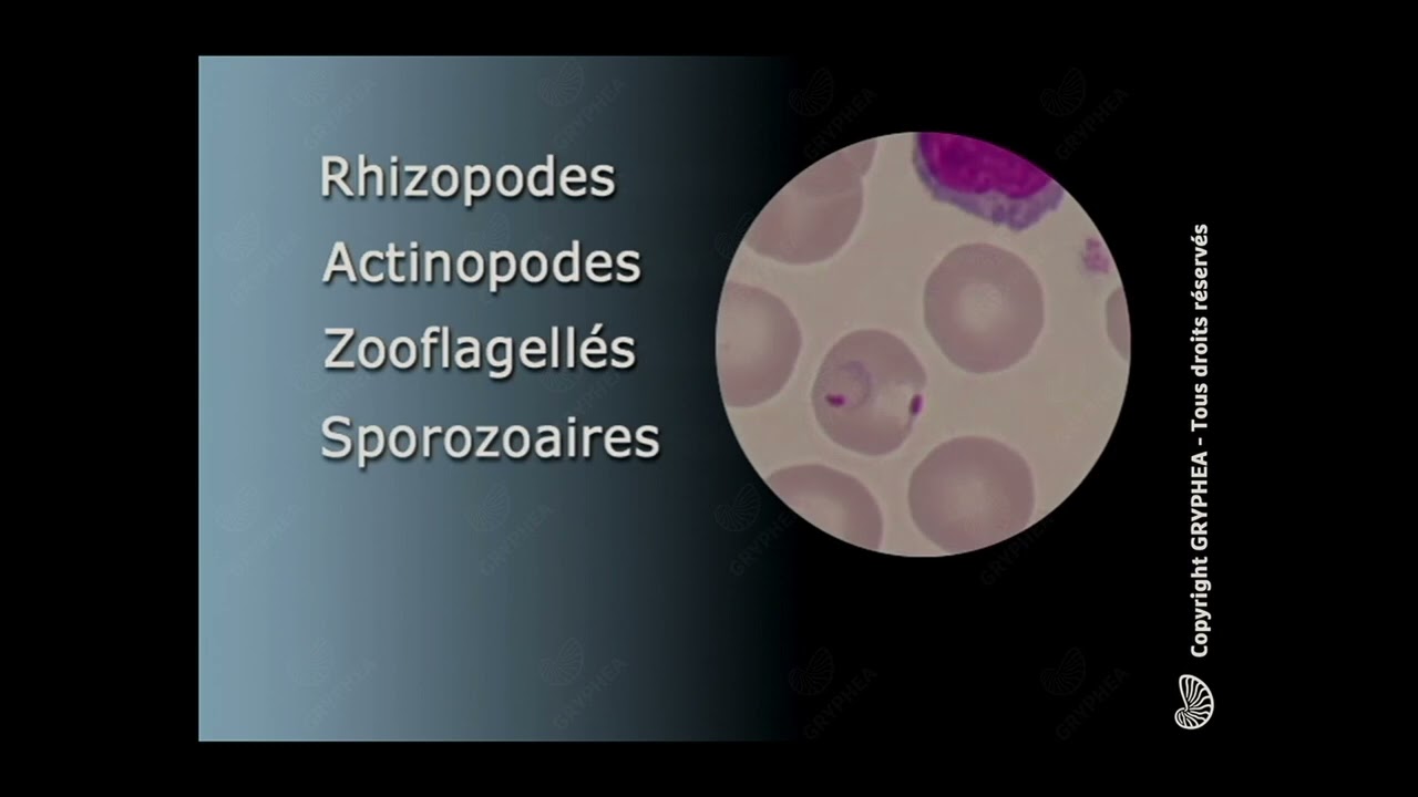 Classification des Protozoaires